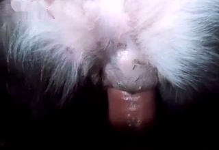 Dripping animal cunt gets gaped here