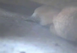 Fantastic bestiality sex recorded in a zoo