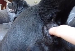 Cute black doggy is enjoying nasty anal stimulation