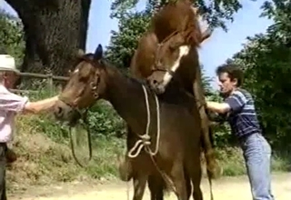 Two horses in cute bestiality sex