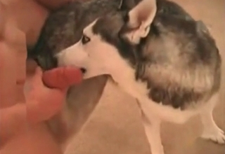 Innocent animal hole getting gaped