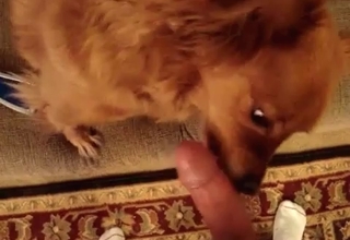 Dude almost face-fucking his dog in POV