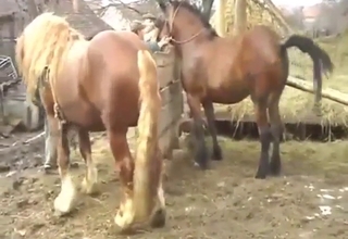 Bestiality porn with two horses making love