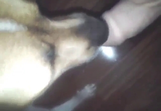 Real user-submitted zoophile porn from India