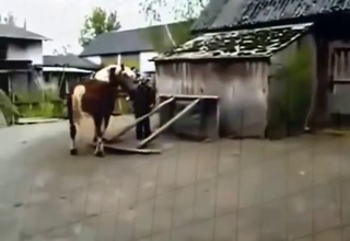 Sloppy, hard, and super-sexy horse gape vid