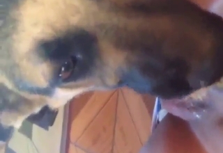 Oral zoo porn with a beast that licks dick