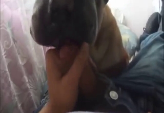 Hot bestiality sex with a submissive animal