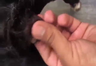 Black dog is going to get fingered to no end