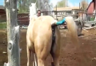 Zoo sex looks impressive with mare fucking