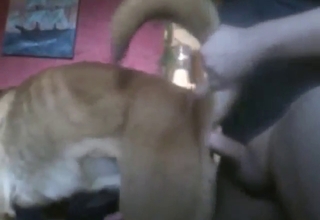 Male dog with a hot bussy fucked by a dude