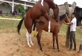 Impressive horse fuck movie with true gaping