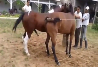 Impressive horse fuck movie with true gaping