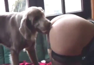 Brown dog climbs onto an eager whore to fuck her