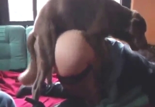 Brown dog climbs onto an eager whore to fuck her
