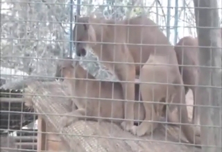 Cheating in a cougar threesome set outdoors
