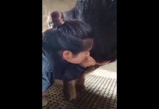 Chinese hottie sucking off a pig's nice dick