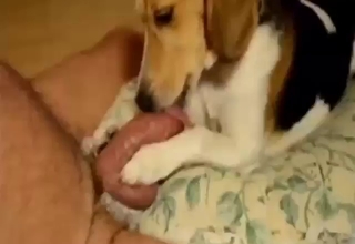 Dog with a nice tongue is going to please cock