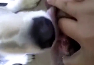 White dog pleasing a zoophilic cunt up close