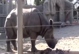 Rhino scene with a few taboo implications