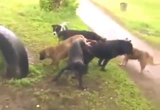 Dogs fucking in a taboo animal orgy scene
