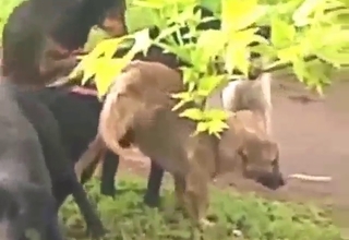 Dogs fucking in a taboo animal orgy scene