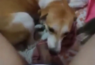 Doggo drilling session with a sexy, sexy beast