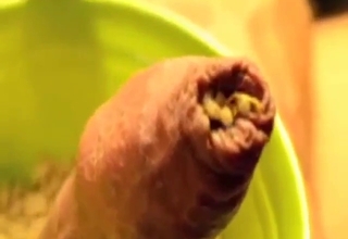 Dude covers his entire dick in sexy maggots