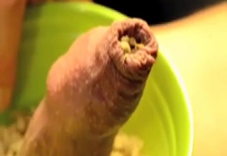 Dude covers his entire dick in sexy maggots