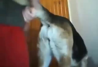 Dude in red pants fucks his dog from behind