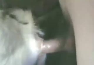 Dude buries his ding-dong in goat's wet vag
