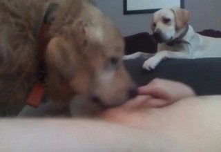Tight snatch licked by a cute doggy