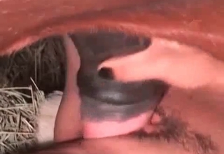 Horse in the stunning zoophilia XXX