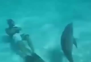 Dolphin sex session that seems pretty taboo