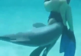 Dolphin sex session that seems pretty taboo
