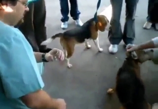 Draining a dog's balls is the hottest thing