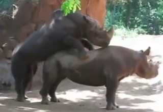 Rhino sex scene with two beasts that bang