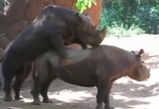Rhino sex scene with two beasts that bang