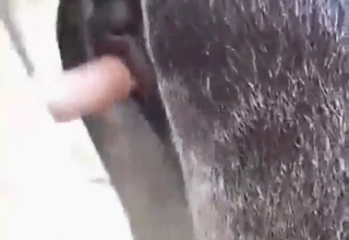 Horse fuck movie with a good-looking vagina