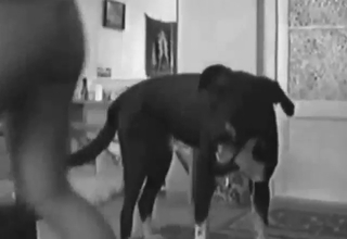 Endlessly pleasing fuck with a black dog fucking