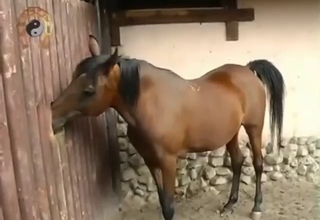 Brown mare showing off that sexy opening