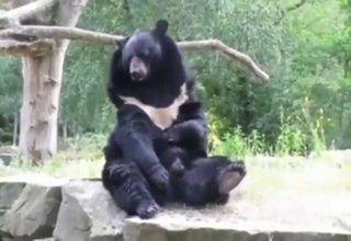 Black bear beating off in sexy scene with stroking