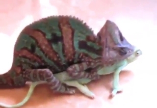 Reptile-on-reptile fuck scene with sexy beasts