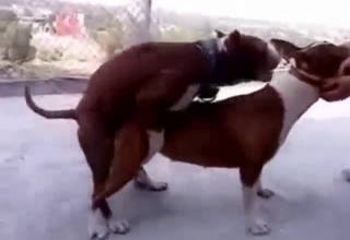 Outdoor animal sex scene with small dogs