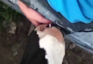 Dude's hard cock pleasured by a sexy cow