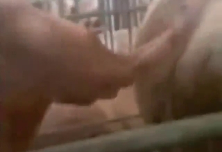 Crazy pig fuck movie with an animal that moans