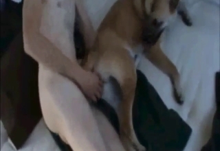 Nice-looking dog's pussy gets rekt by a dude
