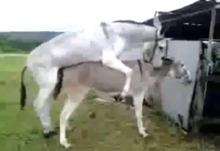 Outdoor bang scene with a donkey fucking