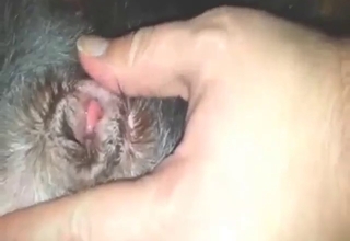 Dude fucks his dog because it begged for it