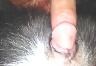 Dude fucks his dog because it begged for it