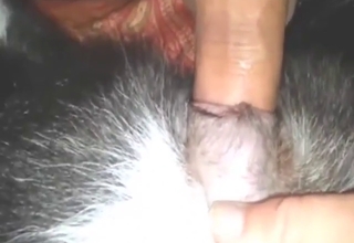 Dude fucks his dog because it begged for it